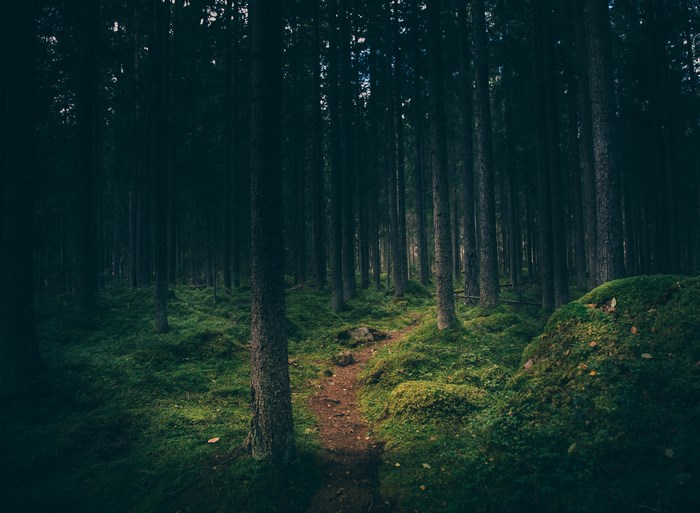 4772x3500 dark, moss, tree stump, forest floor, trunk, deep green, tree ...