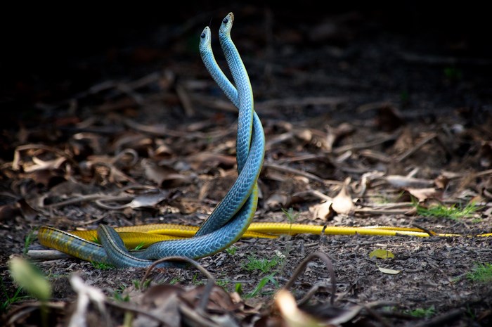 Two blue snakes intertwined, yellow snake on ground