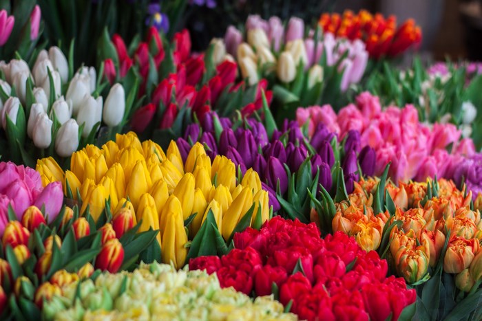 Colorful tulips in a flower shop