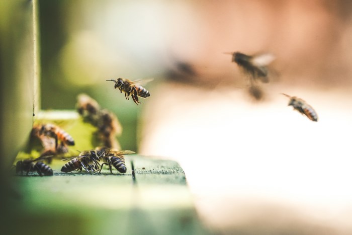 Group of bees flying and on a surface