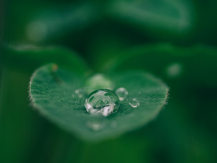 Macro Shot of Water Droplets on Green Leaf