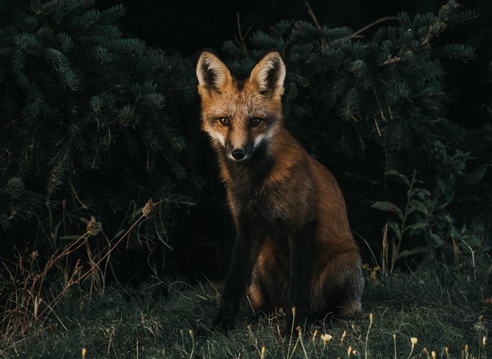A fox sits in front of dark evergreen trees