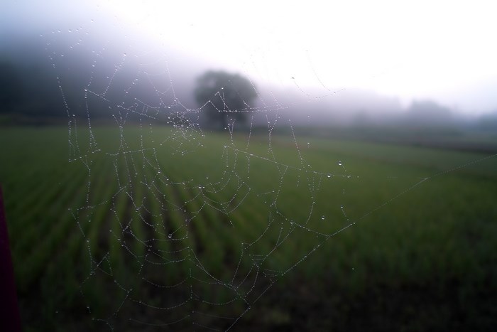 Spider web with dew drops in a foggy field
