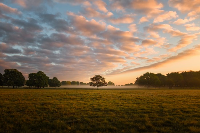 Misty field with trees at sunrise