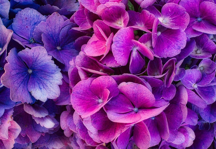 Close-up of Purple and Pink Hydrangea Flowers