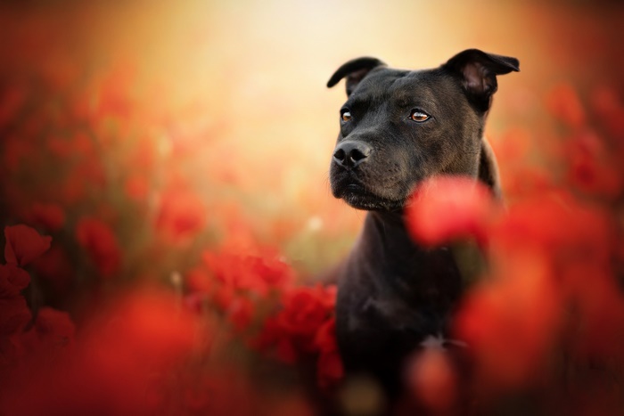 Staffordshire Bull Terrier in a field of poppies