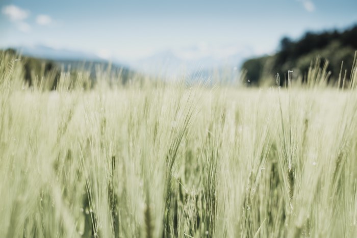 Field of green grass with mountains in the background