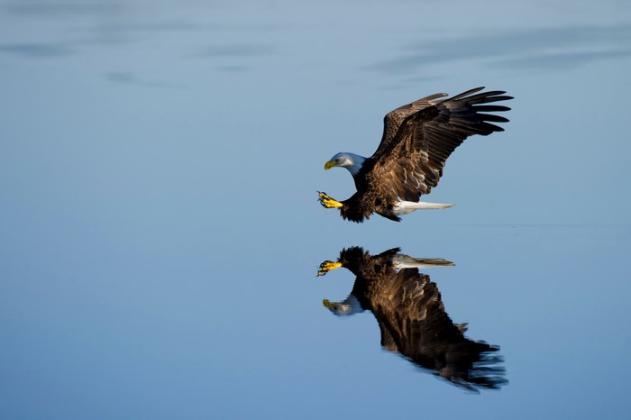 Bald eagle swooping down towards water with reflection