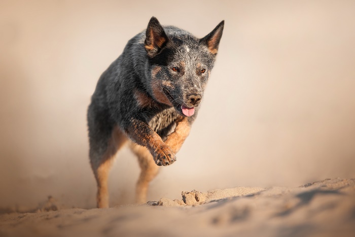 Australian Cattle Dog running on sand