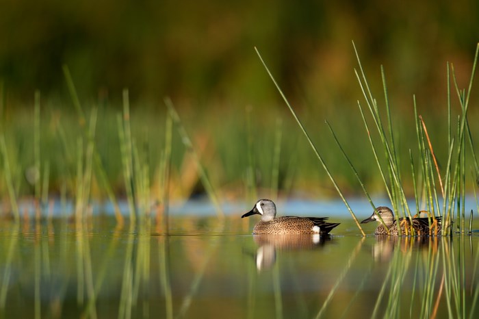 Male and female ducks swimming in a pond with reeds