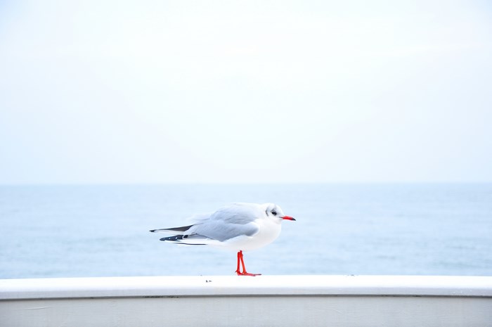 Seagull perched on a railing by the sea