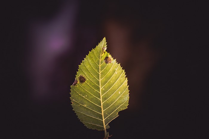 Close-up of a green leaf with brown spots
