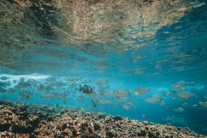 Underwater school of fish near coral reef in Hawaii
