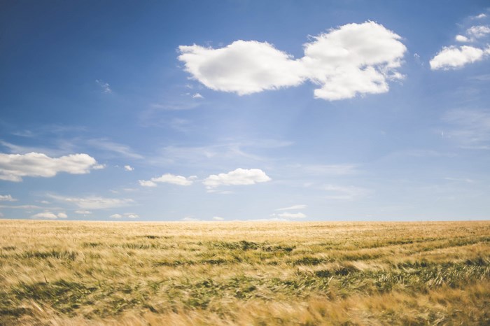 Golden field under a blue sky with clouds