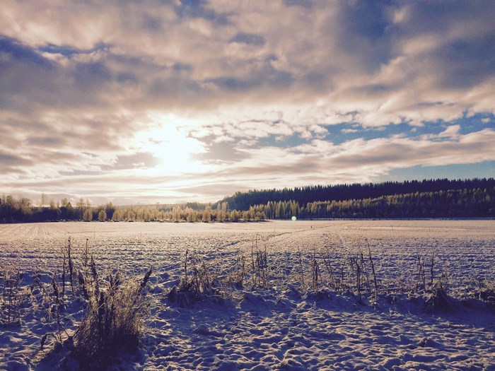 Snowy field with trees and cloudy sky at sunset