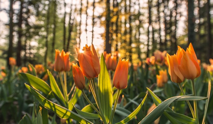 Orange tulips in a forest at sunset