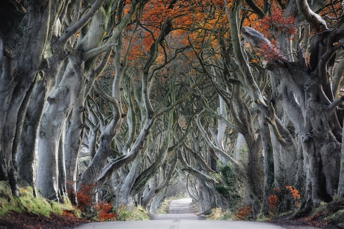 The Dark Hedges, Northern Ireland in Autumn