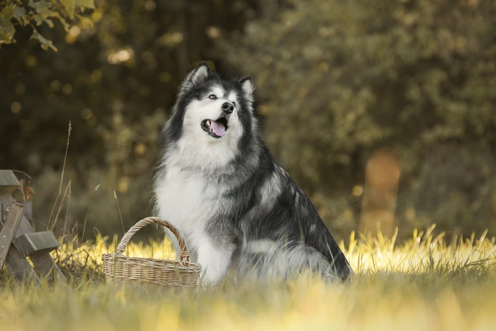 Alaskan Malamute dog sitting in grass with a basket