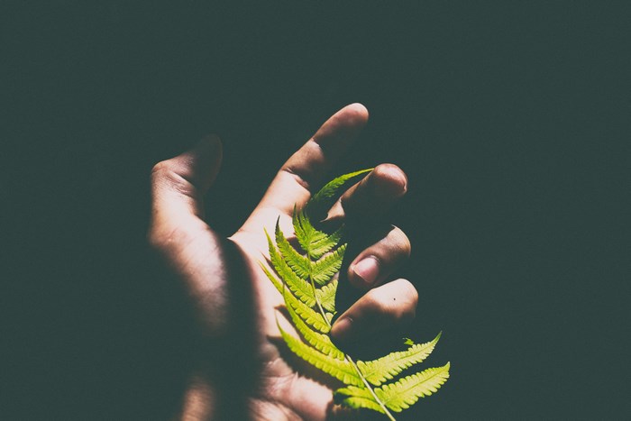 Hand holding a green fern leaf in sunlight