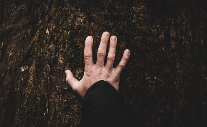 Hand touching a mossy tree trunk