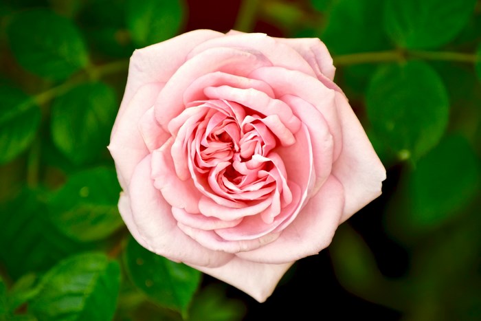 Close-up of a pink rose in bloom
