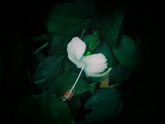 White hibiscus flower with red stamen among green leaves