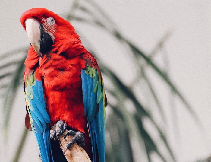 Red and blue macaw parrot perched on a branch