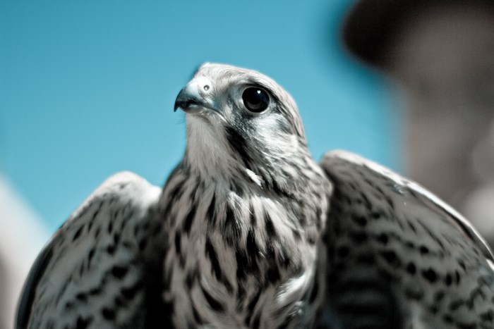 Close-up of a falcon with wings spread against a blue sky