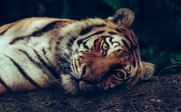 Resting Bengal Tiger with Intense Golden Eyes