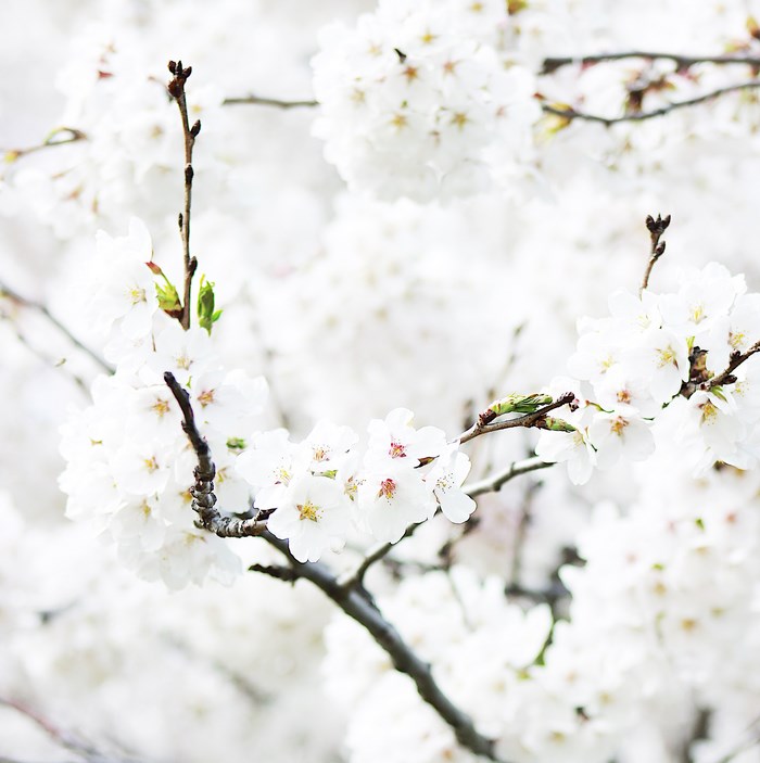 White cherry blossoms on a tree branch in spring