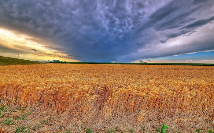 Wheat field under stormy sky with farm buildings