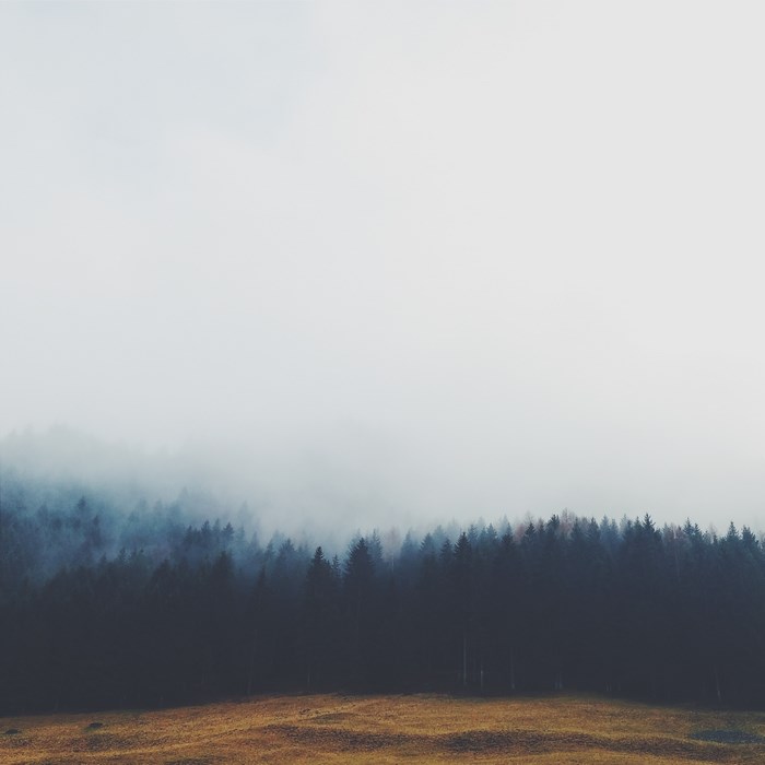 Misty pine forest with a field in the foreground