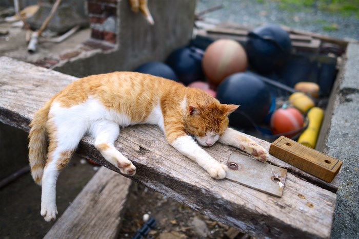 Orange and white cat sleeping on a wooden plank