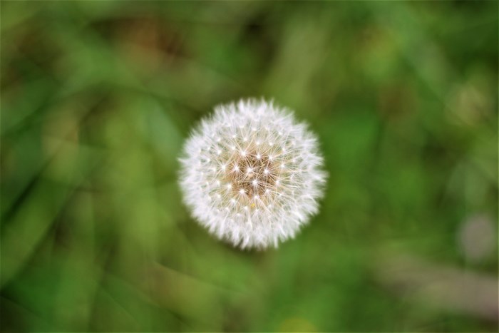 Dandelion seed head with blurred green grass background