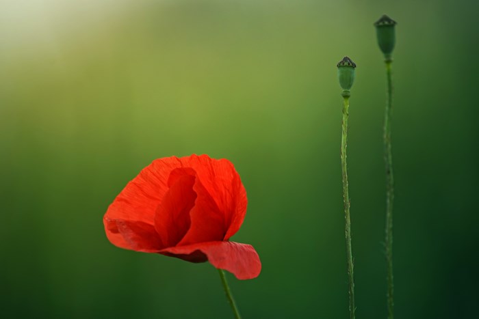 Red poppy flower and seed pods in green field