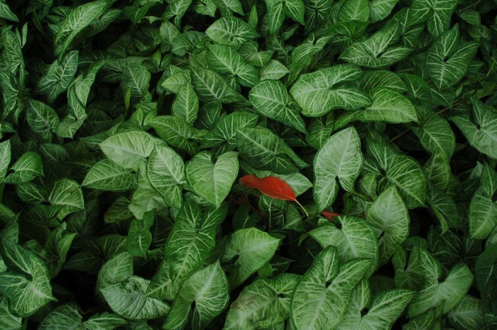 A single red leaf among many green elephant ear leaves