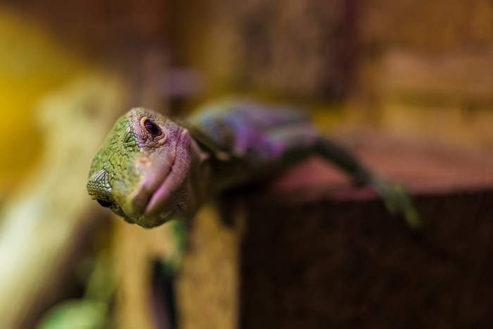 Close-up of a curious lizard's face