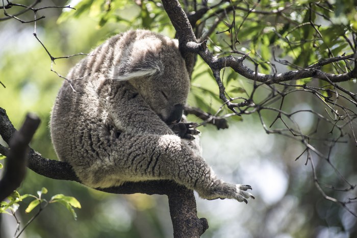 Koala sleeping on a tree branch in sunlight