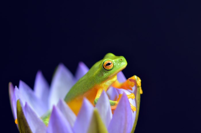 Close-Up of Dainty Green Tree Frog on Purple Flower