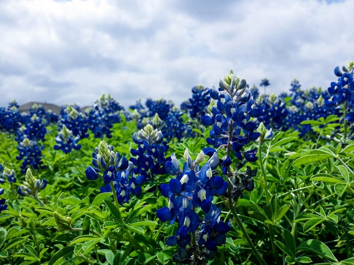 Field of bluebonnets under a cloudy sky