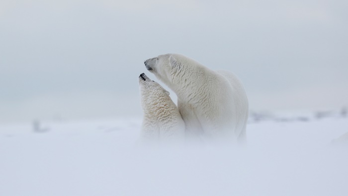 Polar bear mother and cub in snow