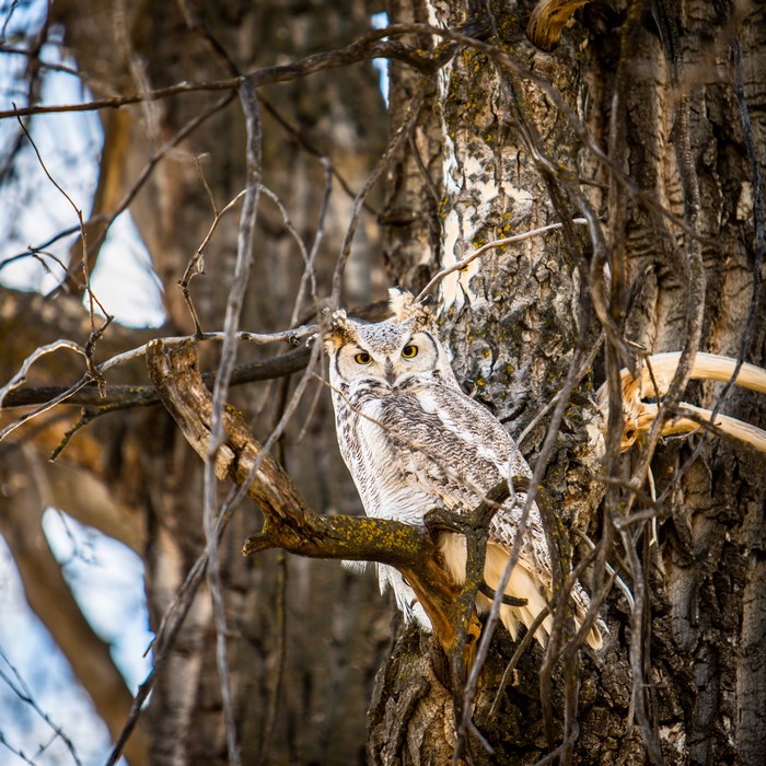 Great Horned Owl perched on a tree branch