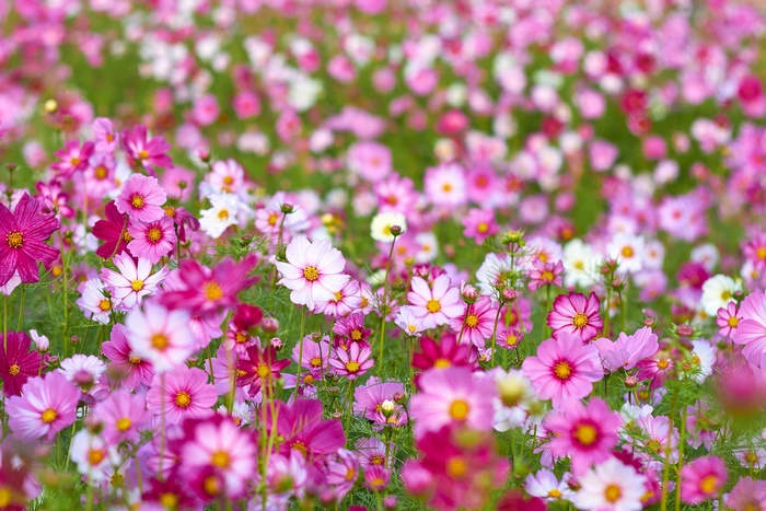Field of Pink and White Cosmos Flowers