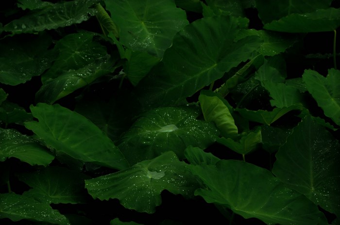 Dark green leaves with water droplets