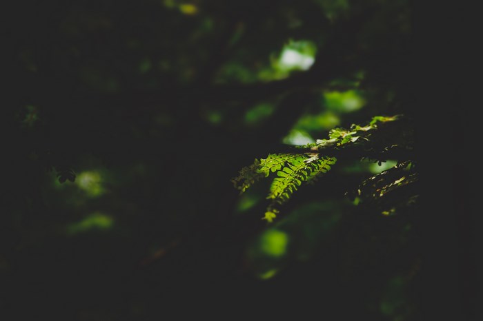 Green fern leaves in dark forest