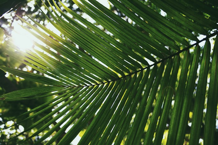 Close-up of a green palm leaf with sunlight