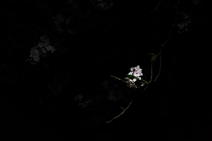 Cherry blossoms blooming on a dark background