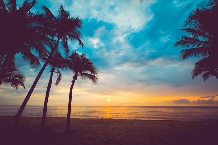 Palm trees silhouetted against a sunset over the ocean