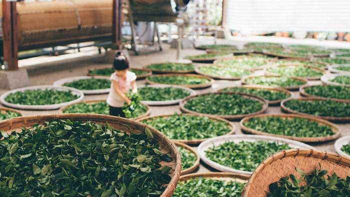 Girl drying tea leaves in baskets in China