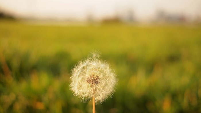Delicate dandelion puff in sunny grassy field